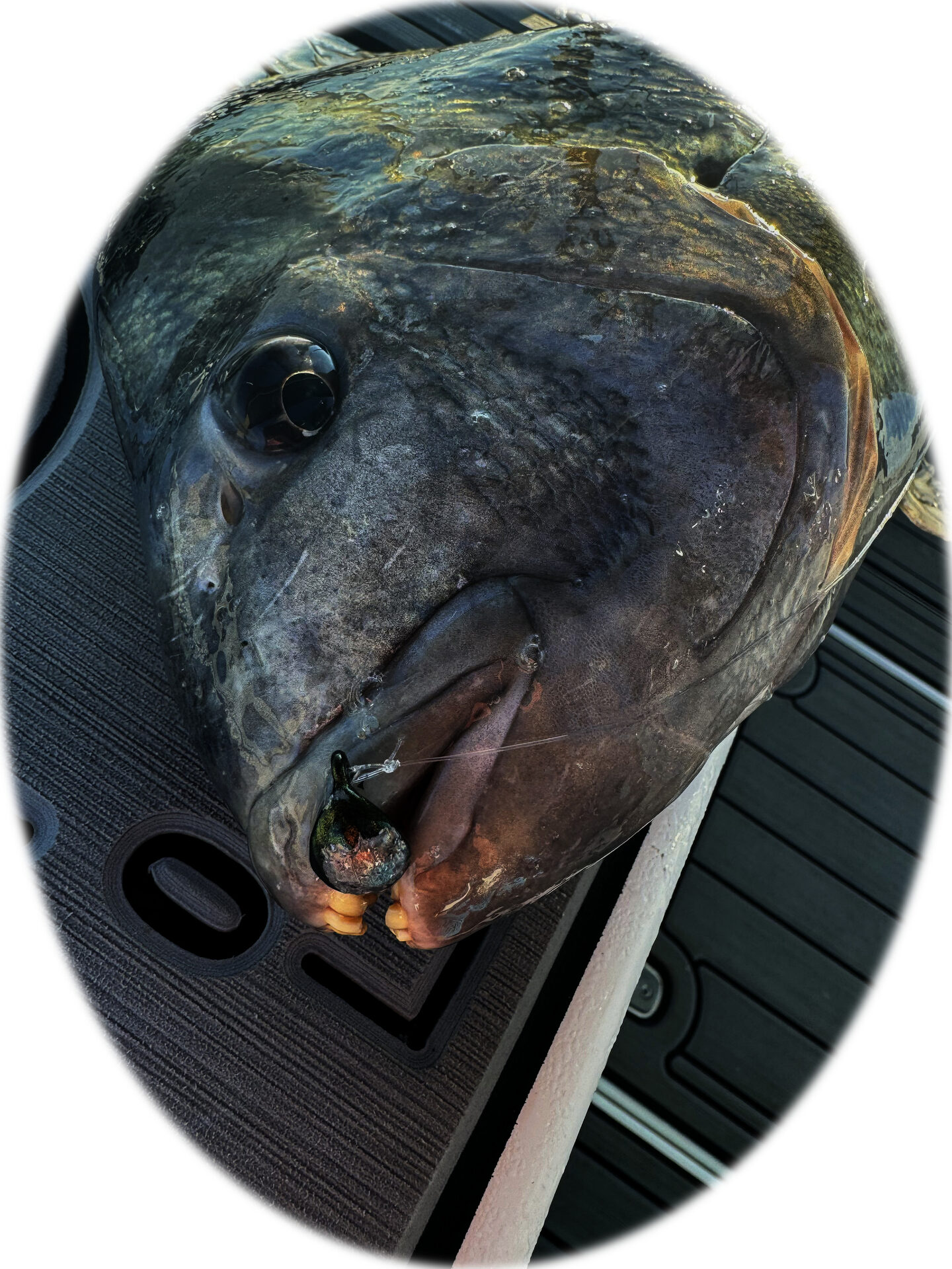 Coastal Local Co tackle